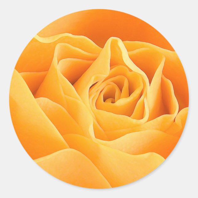 ORANGE ROSE RUNDER AUFKLEBER (Vorderseite)