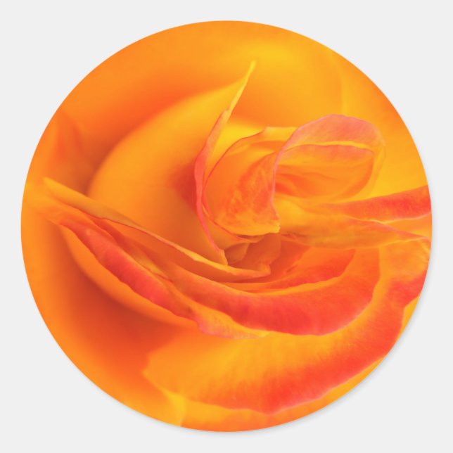 Orange Rose Stickers (Vorderseite)