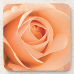 Orange Rose Untersetzer
