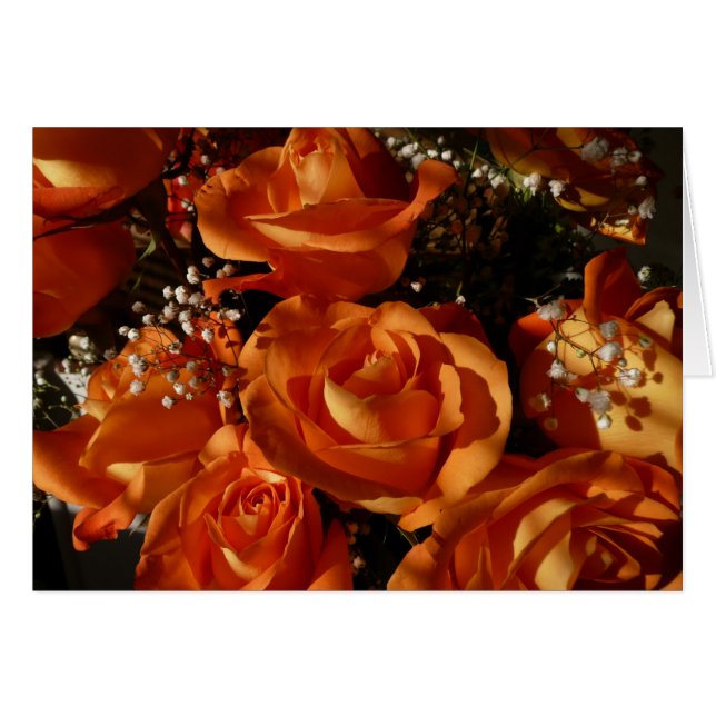 Orange Rosen (Vorderseite (Horizontal))