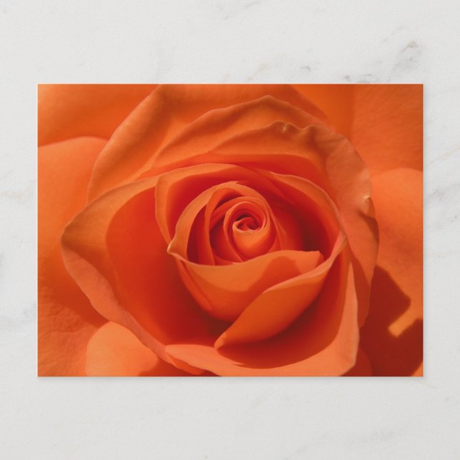 Orange Rosen-Foto-Postkarte Postkarte (Vorderseite)