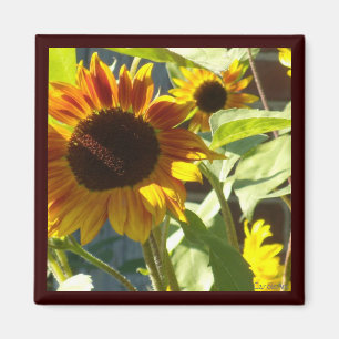 Orange Rosen-Sonnenblume Magnet