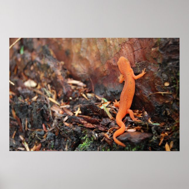 Orange Salamander Poster (Vorne)