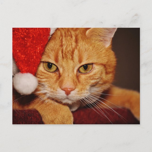 Orange Santa Kitty: Frohe Weihnachten von der Katz (Vorderseite)