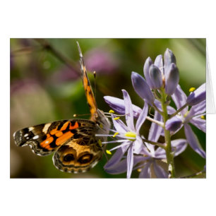 Orange Schmetterling auf wilde Hyazinthen-Kleid u.