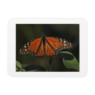 Orange Schmetterling Natur Foto Kühlschrankmagnet Magnet