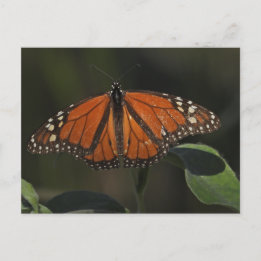 Orange Schmetterlings-Naturfotografie Postkarte