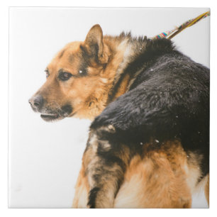 Orange schwarzer Hund Fliese