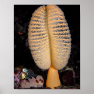 Orange Seefeder mit Quillback-Drachenkopf-Feinkuns Poster