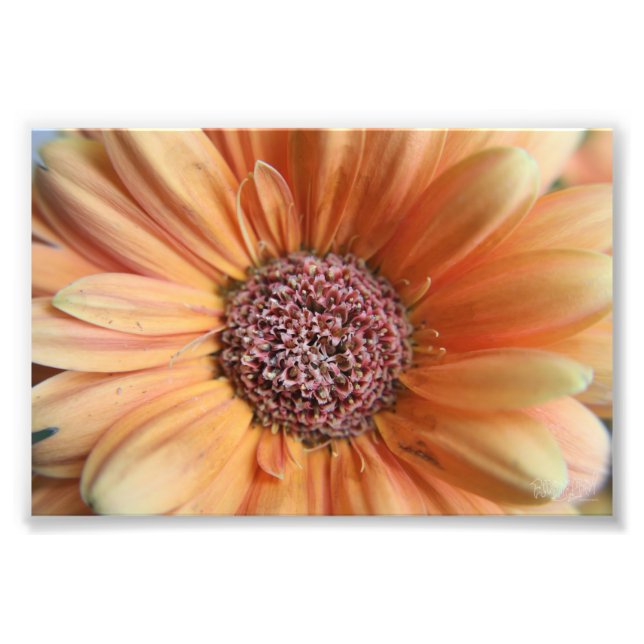 Orange Sherbet Daisy Fotodruck (Vorne)