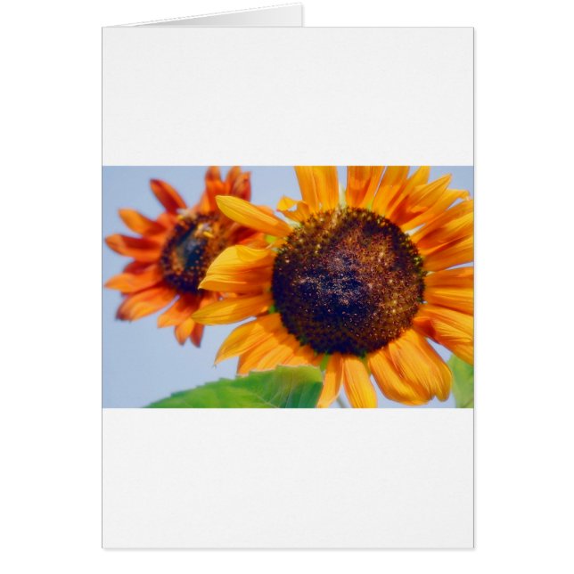 Orange Sonnenblumen (Vorne)