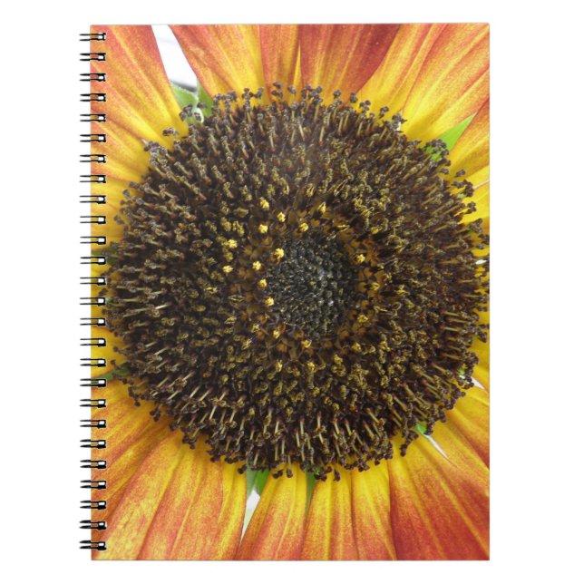 Orange-Sonnenblumen-Notebook Notizblock (Vorderseite)