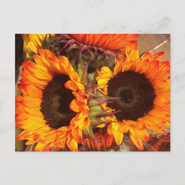 Orange Sonnenblumen Postkarte (Vorderseite)