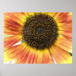 Orange Sonnenblumen Print Poster
