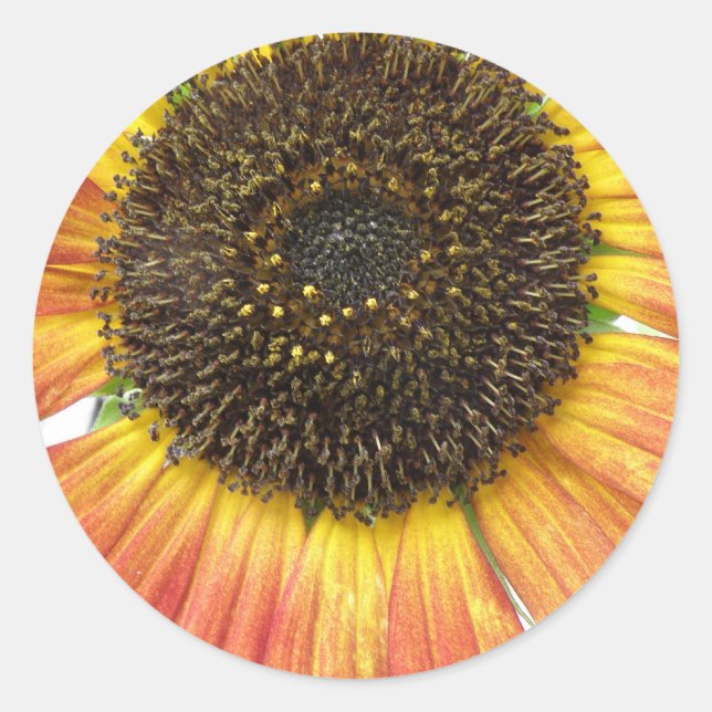 Orange Sonnenblumenkleber Runder Aufkleber (Vorderseite)