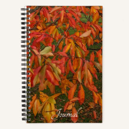 Orange Sourwood Herbst Blätter botanisch Notizbuch