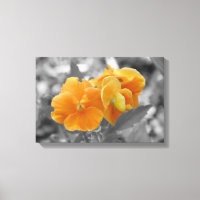Orange-Splash