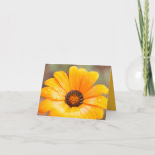 Orange Spring Flash Afrikanische Margerite Nahaufn Karte