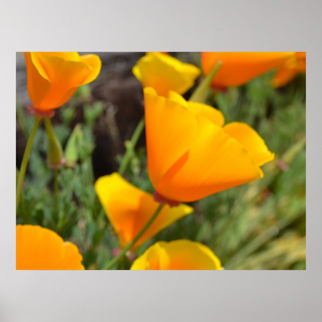 Orange Spring Flowers Poster (Vorne)