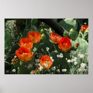 Orange stachelige Birnen-Kaktus-Blume Poster