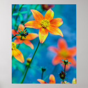 Orange Star Blume Poster