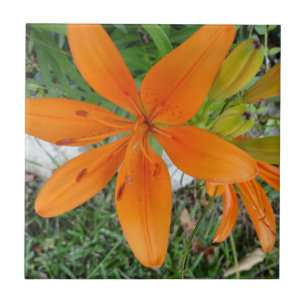 Orange Sternexplosion-Lilie Fliese