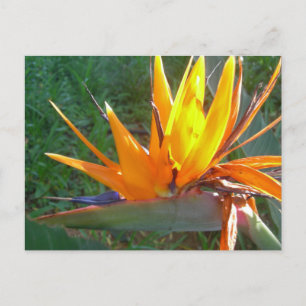 Orange Strelitzia Blume DIY Postkarte