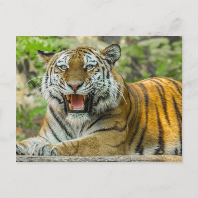 Orange Striped Tiger Postkarte (Vorderseite)
