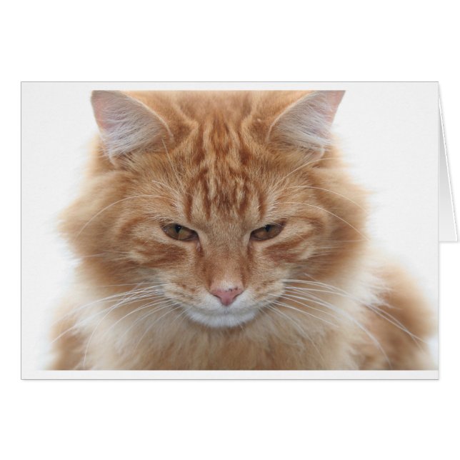 Orange Stripped Tabby Cat (Vorderseite (Horizontal))