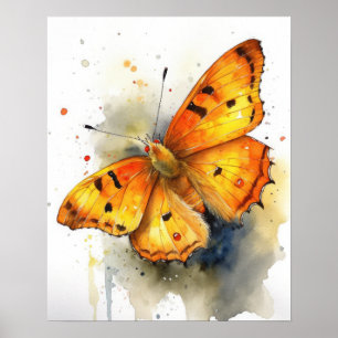Orange Sulfur Butterfly Art Print Poster