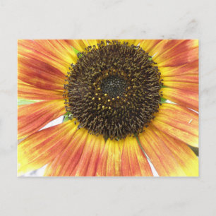 Orange Sunflower Postcard Postkarte