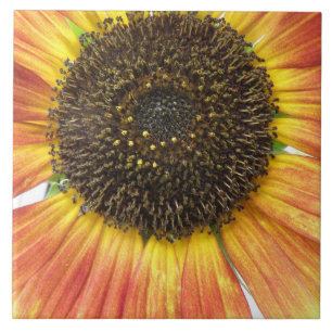 Orange Sunflower Tile Fliese