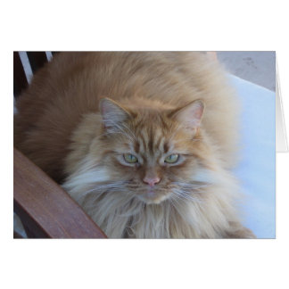 Orange Tabby