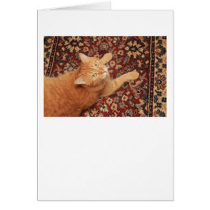 Orange Tabby