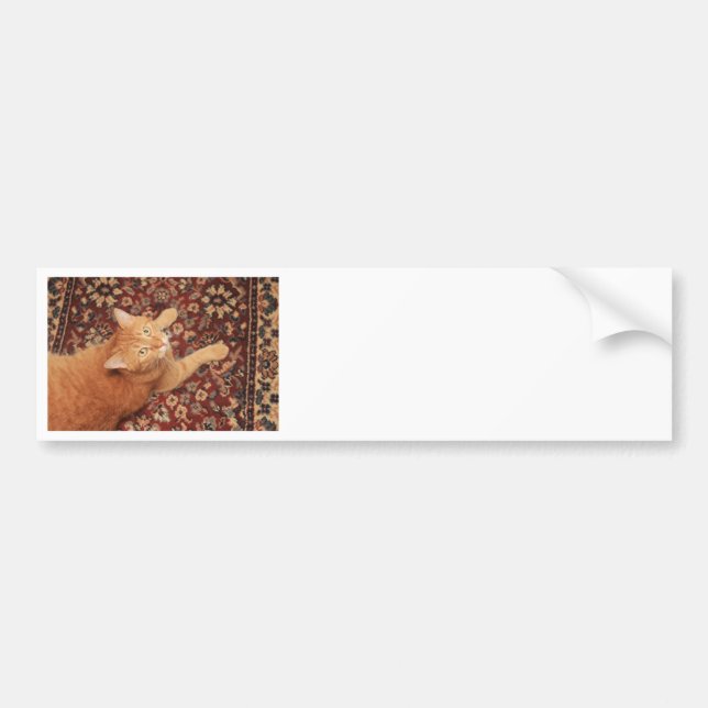 Orange Tabby Autoaufkleber (Vorne)