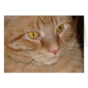 Orange Tabby Cat