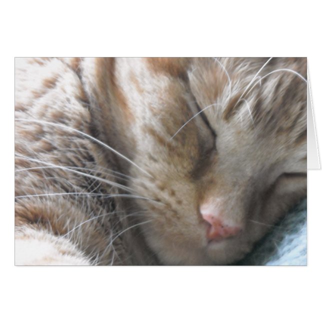Orange Tabby Cat (Vorderseite (Horizontal))
