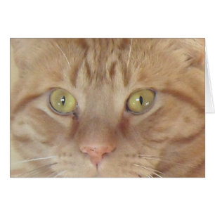Orange Tabby Cat
