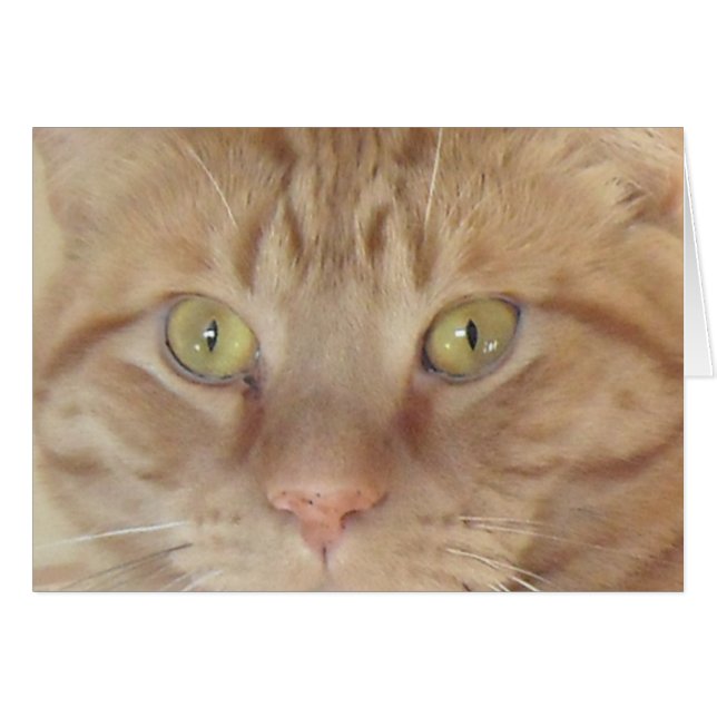 Orange Tabby Cat (Vorderseite (Horizontal))