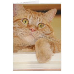 Orange Tabby Cat