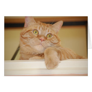Orange Tabby Cat