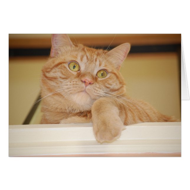 Orange Tabby Cat (Vorderseite (Horizontal))