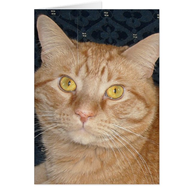 Orange Tabby Cat (Vorne)