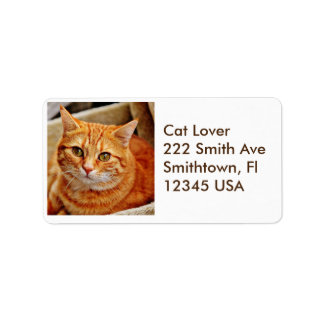 Orange Tabby Cat Address Label Adressaufkleber
