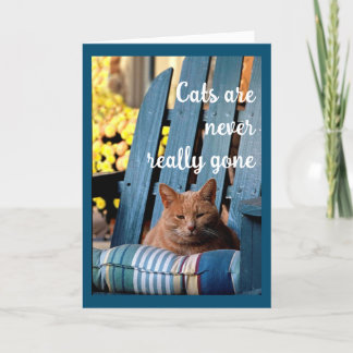 Orange Tabby Cat auf dem Beileid "Blue Chair" Ankündigung