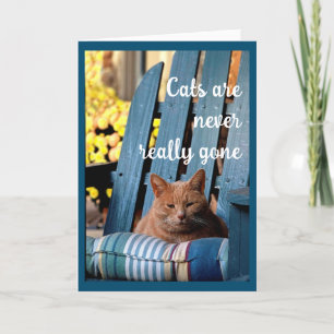 Orange Tabby Cat auf dem Beileid "Blue Chair" Ankündigung