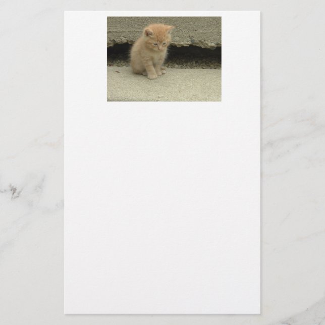 Orange Tabby Cat Briefpapier (Vorderseite)