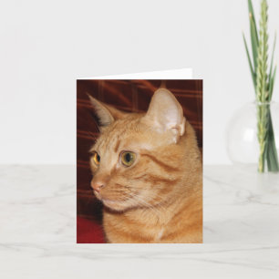 Orange Tabby Cat Face Profil Karte