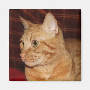 Orange Tabby Cat Face Profil Magnet