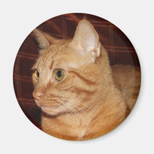 Orange Tabby Cat Face Profil Magnet